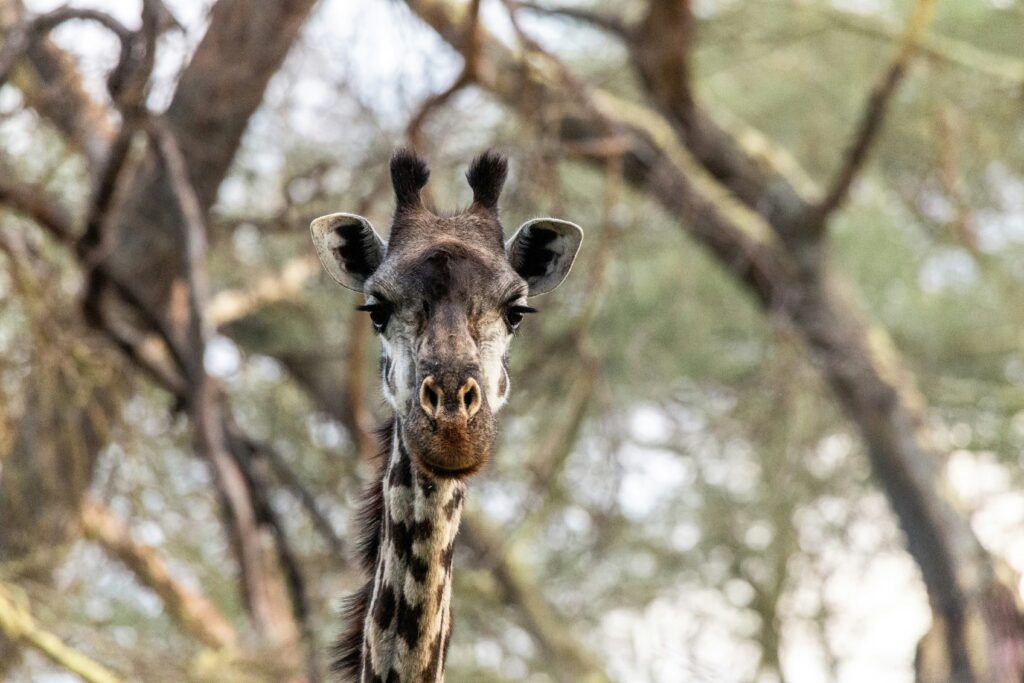 Amboseli Kenya safari giraffe savanna
