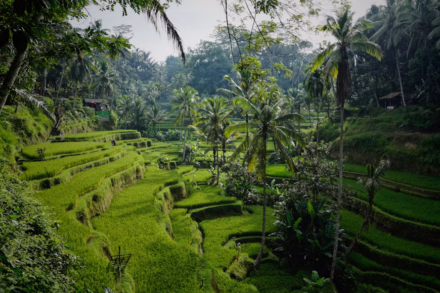 Bali rainy season.avif