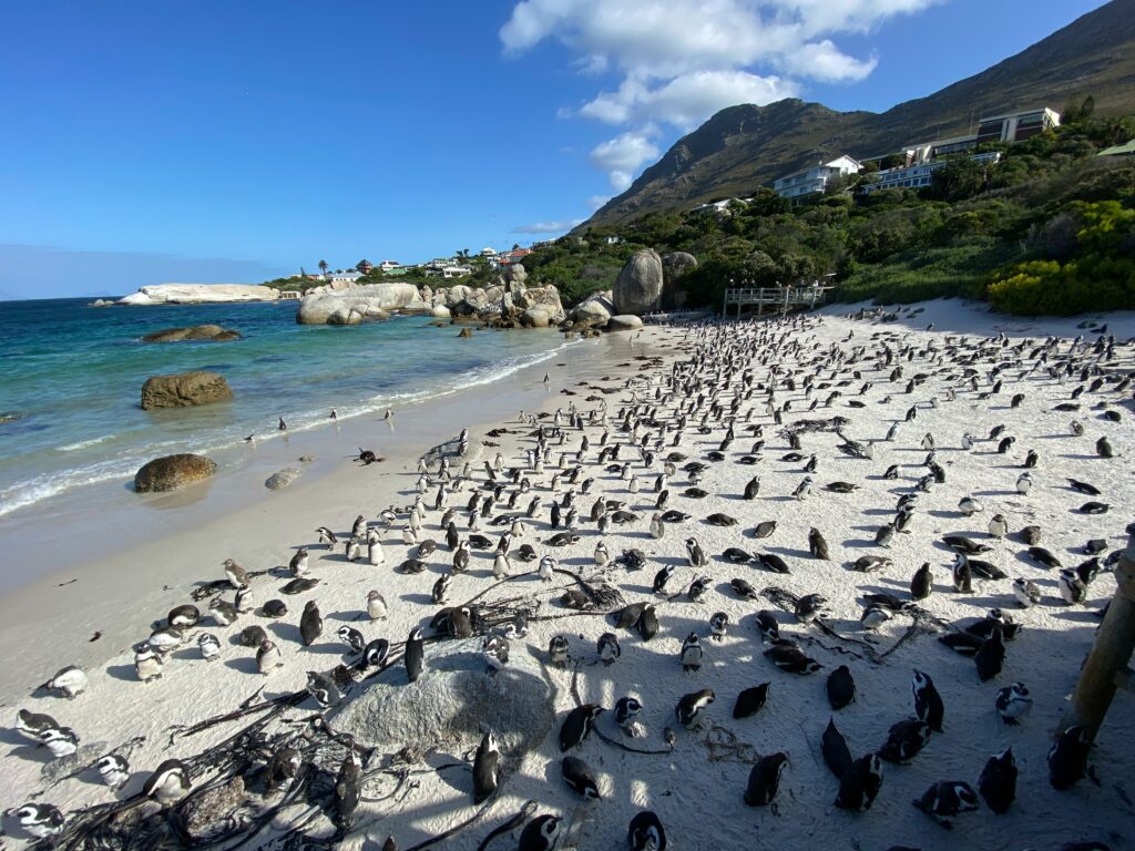 Boulders Beach penguins South Africa