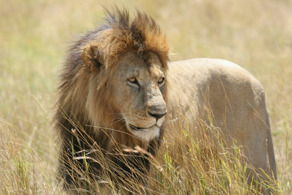Kenya safari guide Masai Mara lion