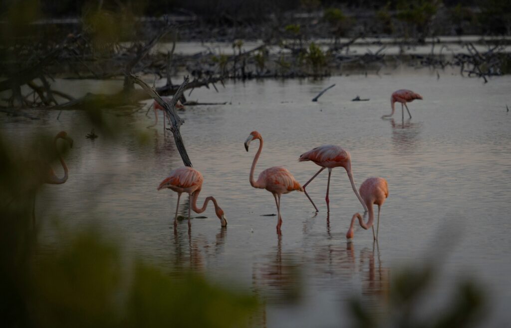 Lake Nakuru Kenya safari flamingos