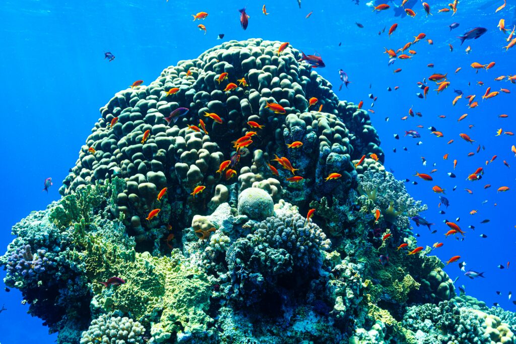 Red Sea Egypt diving travel guide