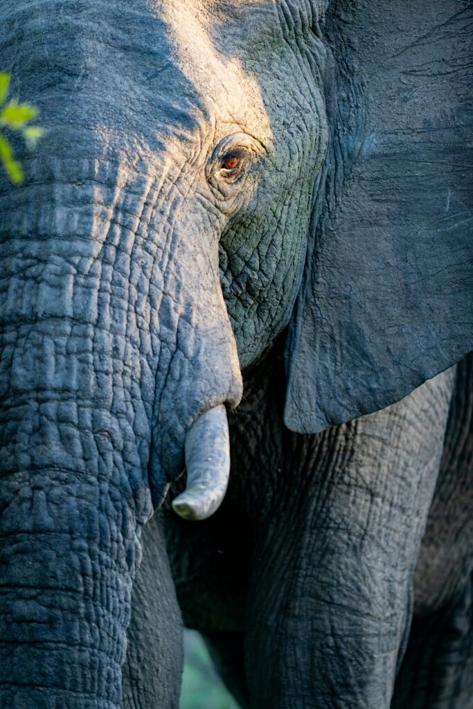 South Africa travel guide Kruger elephant