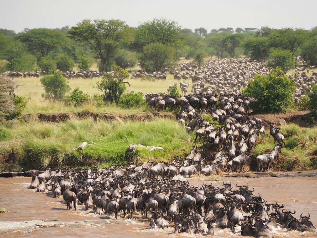 Tanzania Zanzibar trip Serengeti migration