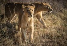 best safari destinations in Africa lion Kenya