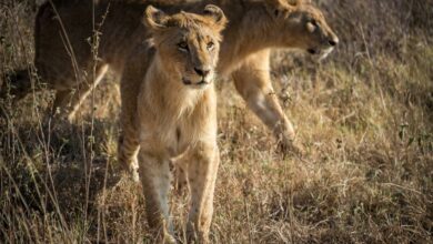 best safari destinations in Africa lion Kenya