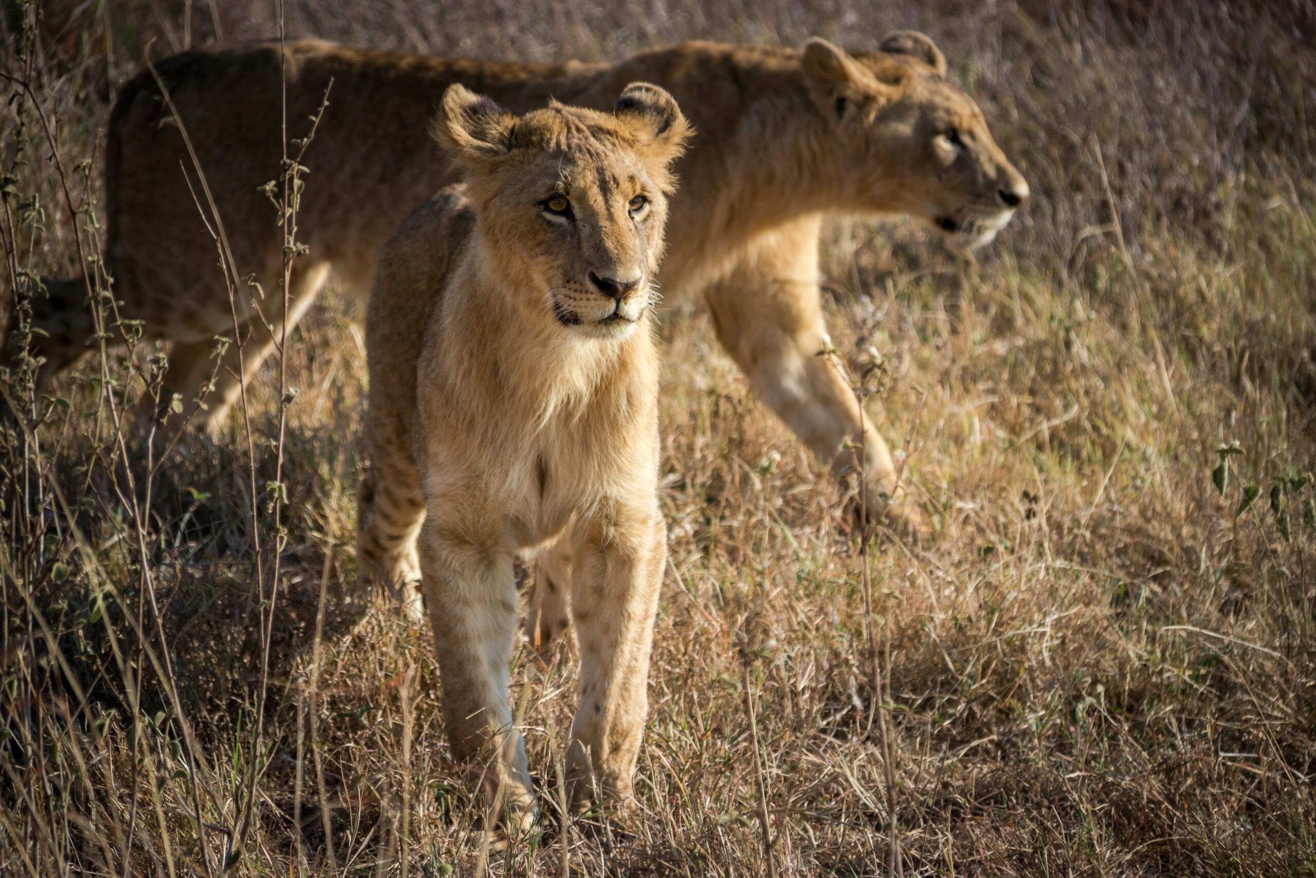best safari destinations in Africa lion Kenya