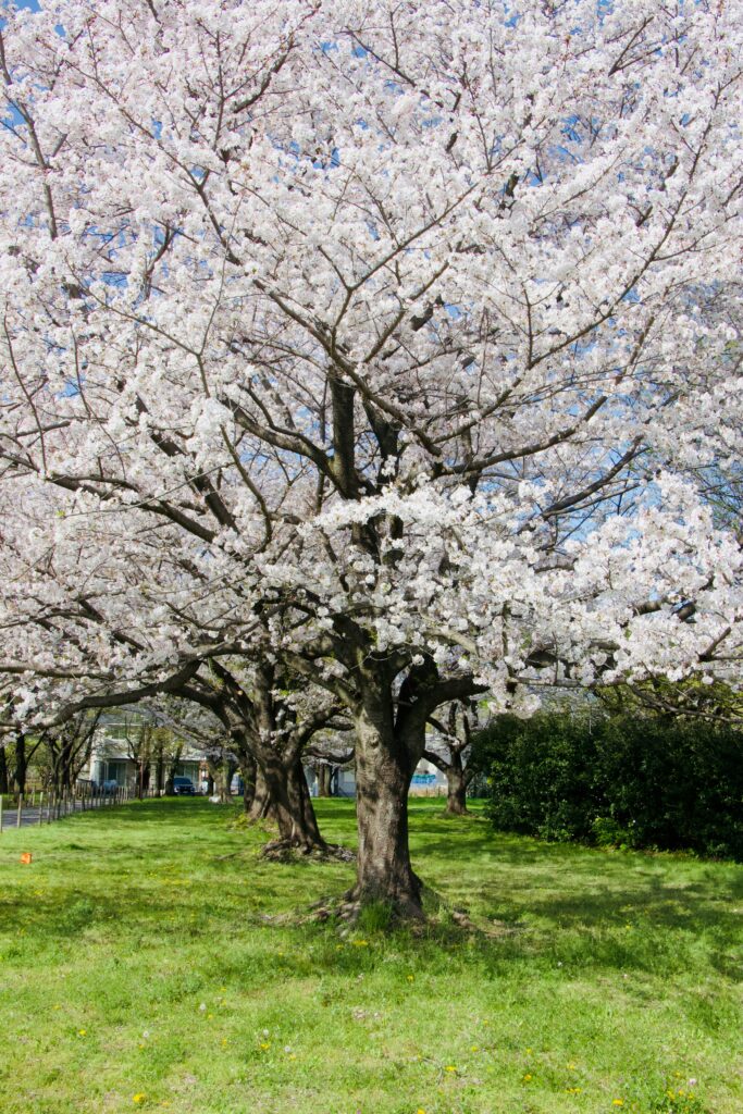 best time to visit Asia Japan cherry blossoms