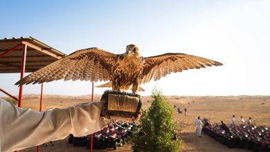 Middle East Desert Safaris