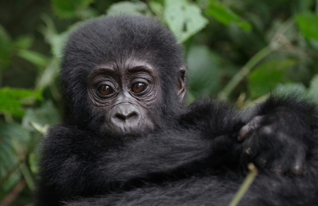 gorilla trekking Uganda Rwanda safari